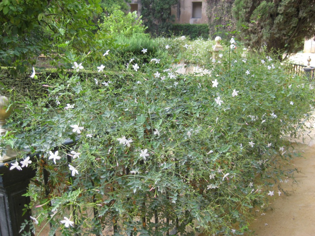 The toilets near the cafeteria are surrounded by jasmine hedges.